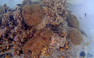 ปะการัง-เกาะนางยวน-4